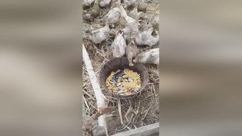 吃瓜群鸭视频,欢乐无限，一幕幕温馨瞬间