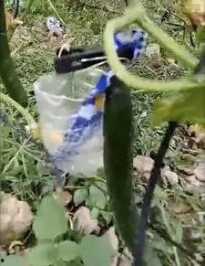 花果园吃瓜事件真相视频,真相视频曝光背后的惊人内幕