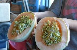 瓜熟透了还可以吃吗视频,揭秘熟透瓜果的食用奥秘