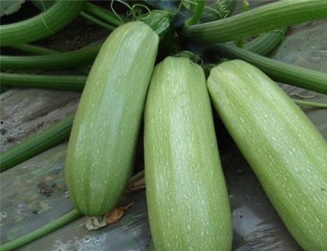 吃的葫瓜怎么留种子视频,葫芦瓜种子保留与种植技巧揭秘