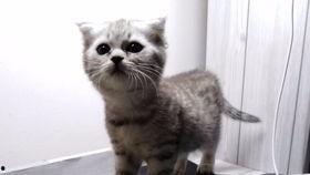 他喵吃瓜视频,揭秘“他喵吃瓜”视频背后的热门话题与娱乐焦点