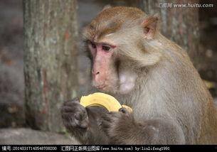 猴子吃瓜视频大全集下载,欢乐瞬间尽收眼底