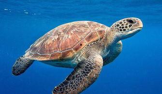 尼加拉瓜吃海龟肉视频,引发生态保护担忧