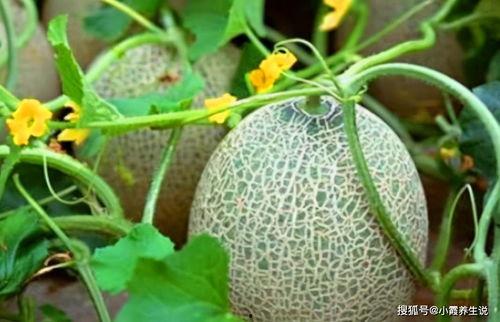 吃哈密瓜感动视频大全,温馨视频大盘点