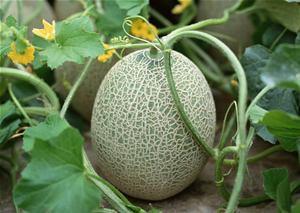 齐天大圣吃哈密瓜视频,趣味横生一幕再现