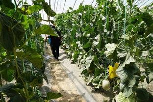 清苑吃瓜视频,揭秘网络热点背后的真相