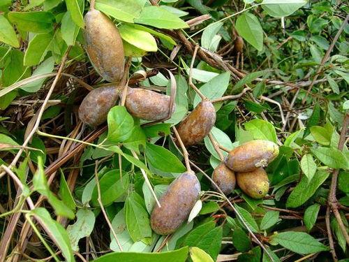 农村吃八月瓜的视频大全,农村视频大全带你领略田园美味