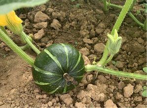 吃瓜群众助农视频,吃瓜群众见证助农新风尚